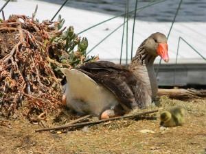 Reclamation District 799